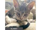 Slinky, Domestic Shorthair For Adoption In Toronto, Ontario