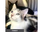 Tinky, Domestic Shorthair For Adoption In Toronto, Ontario