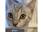 Binky, Domestic Shorthair For Adoption In Toronto, Ontario