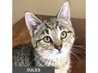 Jules, Domestic Shorthair For Adoption In Toronto, Ontario