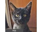 Fez, Domestic Shorthair For Adoption In Toronto, Ontario