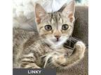 Linky, Domestic Shorthair For Adoption In Toronto, Ontario