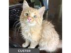 Custer, Domestic Mediumhair For Adoption In Toronto, Ontario
