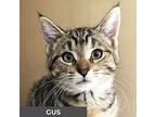 Gus, Domestic Shorthair For Adoption In Toronto, Ontario