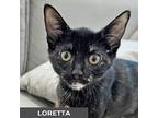 Loretta, Domestic Shorthair For Adoption In Toronto, Ontario