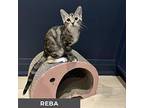 Reba, Domestic Shorthair For Adoption In Toronto, Ontario