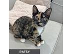 Patsy, Domestic Shorthair For Adoption In Toronto, Ontario