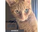 Amber, Domestic Shorthair For Adoption In Toronto, Ontario