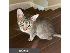 Rome, Domestic Shorthair For Adoption In Toronto, Ontario