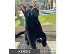 Kenzie, Domestic Shorthair For Adoption In Toronto, Ontario