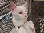 Frosty, Domestic Shorthair For Adoption In Raleigh, North Carolina