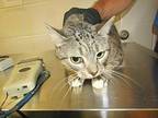 Rizelle, Domestic Shorthair For Adoption In Raleigh, North Carolina