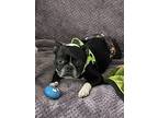 King - # 4222 Fl, Boston Terrier For Adoption In Maryville, Tennessee
