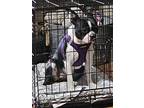Dottie Denali-4371ar, Boston Terrier For Adoption In Maryville, Tennessee