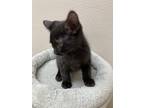 Hairy Potter, Domestic Shorthair For Adoption In Osage Beach, Missouri