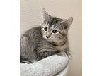 Snugglepuff, Domestic Shorthair For Adoption In Osage Beach, Missouri