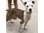 Gibson, American Pit Bull Terrier For Adoption In Jefferson, Wisconsin