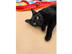 Aurora, Domestic Shorthair For Adoption In Campbell River, British Columbia