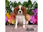 Cavalier King Charles Spaniel Puppy for sale in Miami, FL, USA