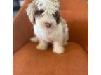 Mutt Puppy for sale in Fort Lauderdale, FL, USA