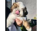 Shih Tzu Puppy for sale in Hacienda Heights, CA, USA