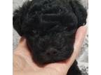 Poodle (Toy) Puppy for sale in Centerville, TN, USA