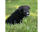 Border Collie Puppy for sale in Nashville, AR, USA