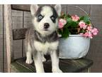 Siberian Husky Puppy for sale in Evansville, IN, USA