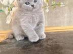 Luxury British Shorthair Blue Kittens