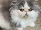Bicolor Male Persian Kitten