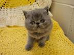 Gorgeous Exotic Short Hair Persian Kitten