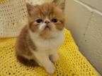 Red And White Exotic Short Haired Persian Kitten