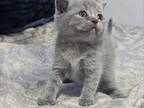 British Shorthair Blue Boy Cloudy