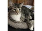Adopt Kenny a Brown Tabby Domestic Shorthair (short coat) cat in San Bernardino
