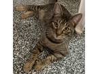 Adopt Colle a Brown Tabby Domestic Shorthair (short coat) cat in San Bernardino