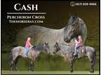 Meet Cash Blue Roan Percheron Quarter X Gelding - Available on [url removed]