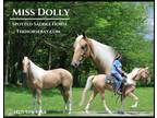Meet Dolly Palomino Spotted Saddle Horse Mare - Available on [url removed]