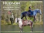 Meet Hudson Dappled Grey Percheron X Gelding - Available on [url removed]