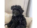 Poodle (Toy) Puppy for sale in Auburn, WA, USA