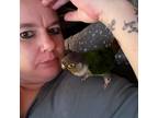 Professional Exotic Pet Sitter in Huntington Beach, CA $75 Daily