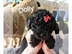 Poodle (Toy)-Schnauzer (Miniature) Mix PUPPY FOR SALE ADN-797177 - Toy poodle