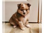 Pomeranian PUPPY FOR SALE ADN-796930 - Male and Female Pomeranian puppies