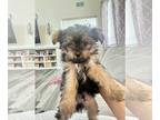 Yorkshire Terrier PUPPY FOR SALE ADN-796983 - Toy Yorkie