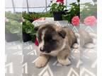 Akita PUPPY FOR SALE ADN-796996 - Akita ACA registered