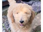 Labradoodle PUPPY FOR SALE ADN-797015 - 10 WEEKS OLD FEMALE LABRADOODLES