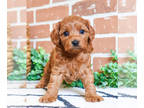 Cavapoo PUPPY FOR SALE ADN-797050 - Cavapoo puppy