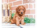 Cavapoo PUPPY FOR SALE ADN-797054 - Cavapoo puppy