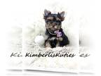 Yorkshire Terrier PUPPY FOR SALE ADN-797085 - Yorkshire Terrier