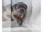 French Bulldog PUPPY FOR SALE ADN-797088 - The perfect Litter