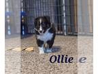 Shetland Sheepdog PUPPY FOR SALE ADN-797111 - Sheltie Puppies